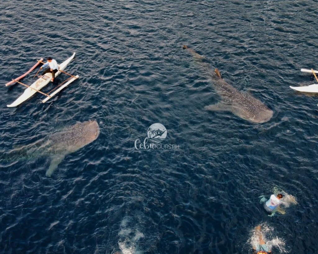 Private Oslob Whale Shark Swim & Tumalog Falls Day Tour from Cebu